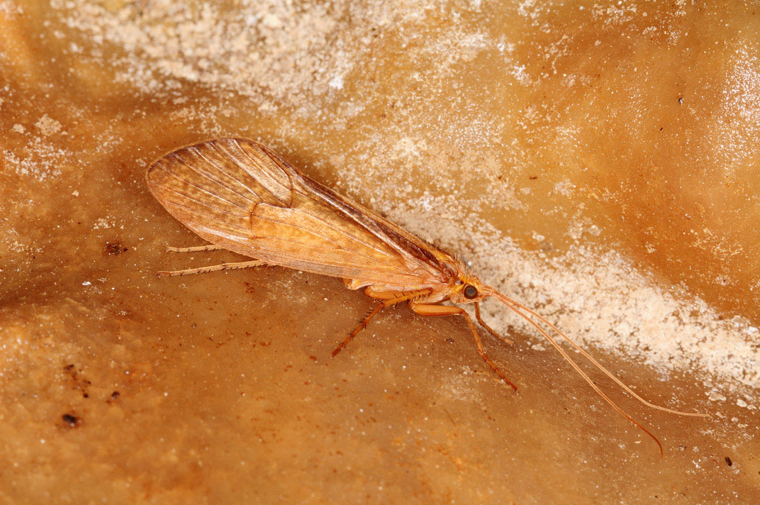 Micropterna fissa